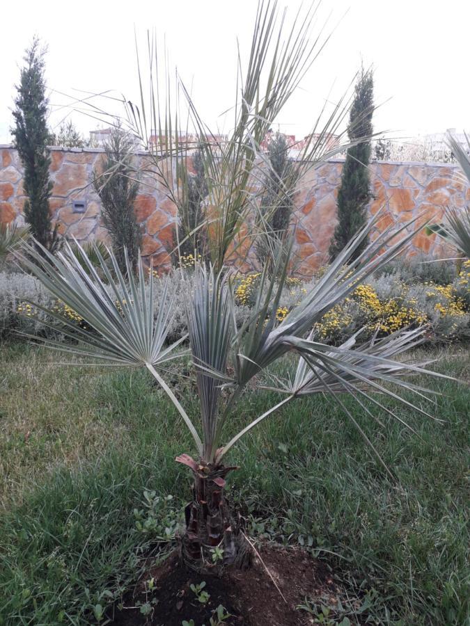 Palm Paradise Stobreč Esterno foto